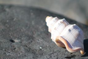 the seashell lies on a stone