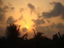 silhouettes of the trees against the setting sun