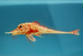sea robin close up