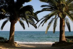 palm trees on the coast