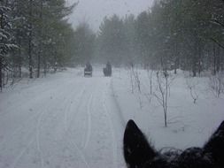 horses sledding on a winter road