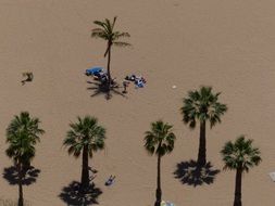 palm trees in Tenerife aerial view