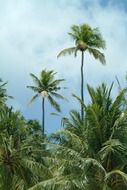 palms in maldives view