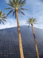 tall palms in las vegas