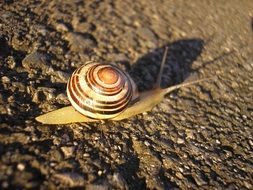 snail on the sand