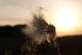 thistle on sunset background close-up