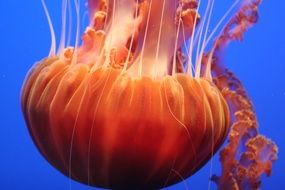 orange jellyfish in the ocean close-up
