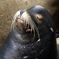 sea lion with white mustache