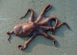 octopus beach