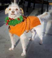 dog in christmas costume