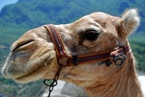 Camel in Tunisia