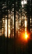 sunlight through a dark forest