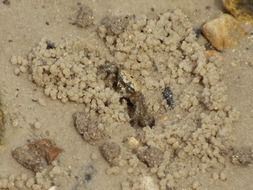 crab in sand