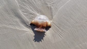 jellyfish beach