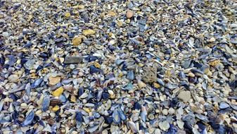 beach of seashells close-up