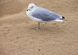 amazing seagull bird