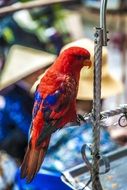 colorful parrot sitting on metal fence, vietnam