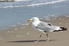 Gull on the beach