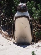 penguin on the white sand