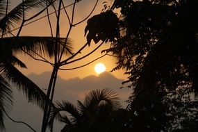 landscape of trees at sunset in south india