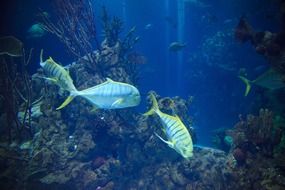 fish in an aquarium