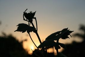 plant silhouette on sunset background