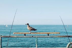 fishing rods and a bird by the ocean
