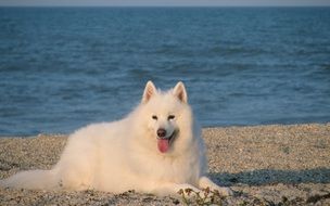 Picture of the Samoyed doggie on a beach