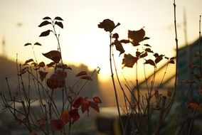 leaves in park autumn sunset scene