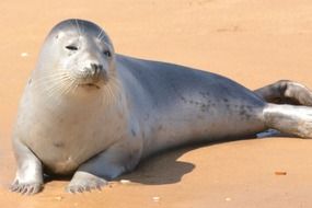 young seal on the sand close up