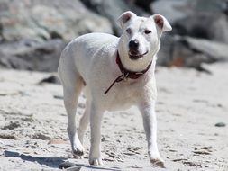 white dog beach