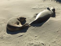 sea lions on the beach in sand