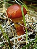 young brown mushroom in the grass