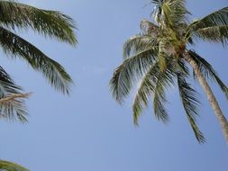the tops of palm trees against the blue sky