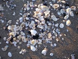 mussels on the beach of the baltic sea