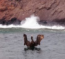 pelican, galapagos islands