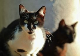 two black and white cats on a white wall background