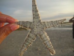 irresistible small starfish