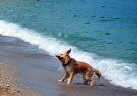 wet red dog on the beach