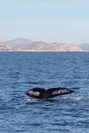 the tail of a whale in the sea