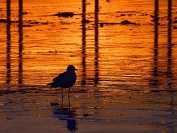 gull in afterglow of sunset