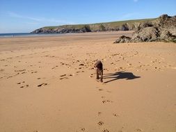 small dog on the cornwall beach