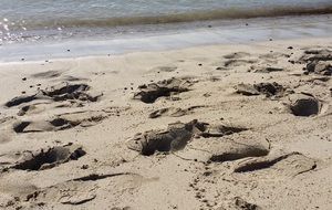 footprints on the wet sand on the beach