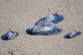 Jellyfishes on the beach