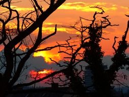 trees on a background of fiery sunset