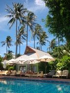 palm trees pool