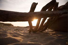 wooden logs on the beach