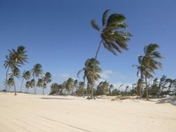 strong wind on a tropical beach