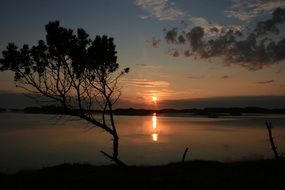 tree silhouette on sunset background, norway