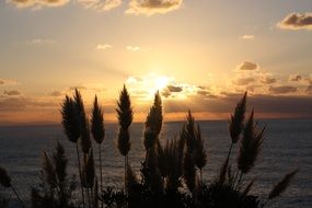 feather duster sunset